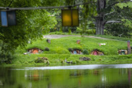 New Zealand 2025 (1 group) (43/66)